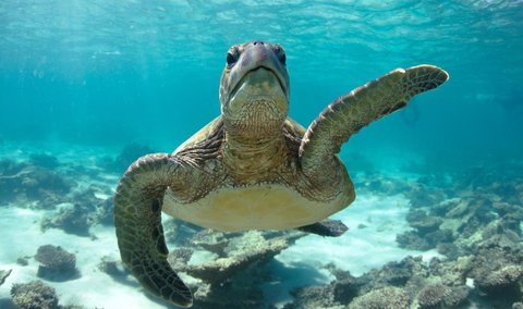 Peoples Park - South Australia Travel 31