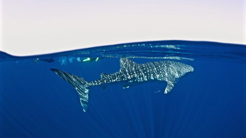 Peoples Park - South Australia Travel 33