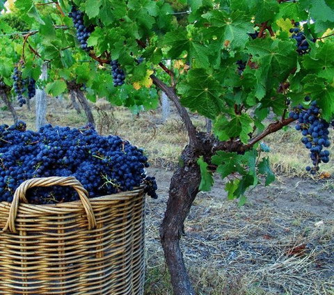 Sienna Lodge - South Australia Travel 17