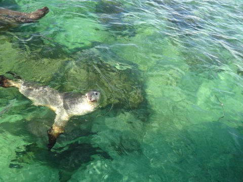 Acaciabnb - South Australia Travel 5