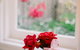 Garden Studio In Cottesloe - thumb 3