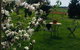 White Croft Cottage - thumb 4