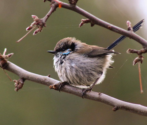 Free Spirit Pods - South Australia Travel 0