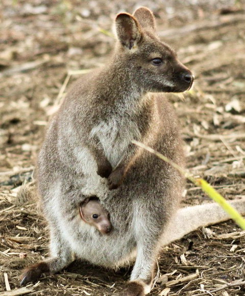 Free Spirit Pods - South Australia Travel 2