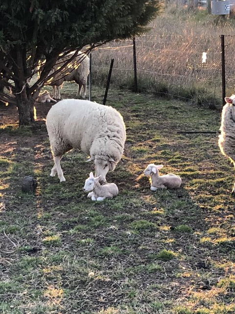OConnell Retreat BnB - South Australia Travel 3