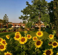 Quirindi Sunflower Motor Inn - South Australia Travel