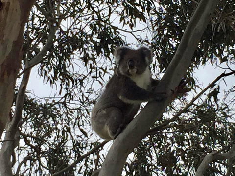 Seas The Day - South Australia Travel 1