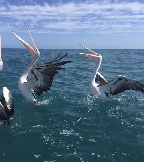Seas The Day - South Australia Travel 3
