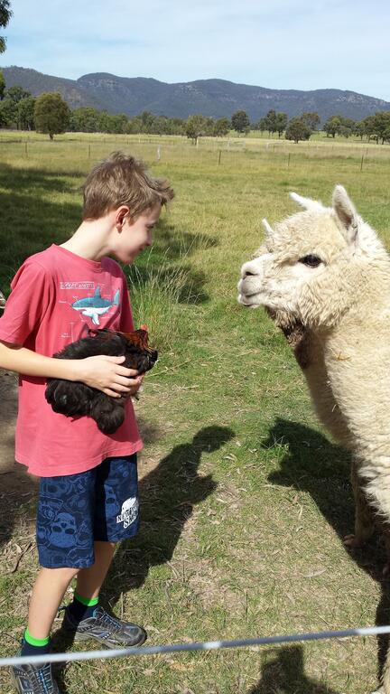 Starline Alpacas Farmstay Resort - South Australia Travel 3