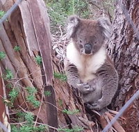 Stringybark Hills Retreat - South Australia Travel