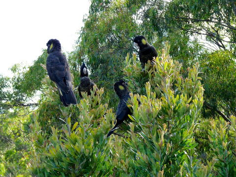 Eagles Rise Tasmania - South Australia Travel 10