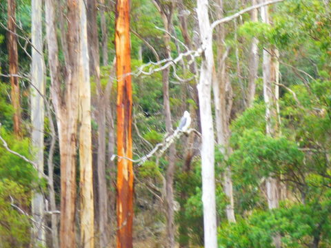 Quamby Pines Chalet - South Australia Travel 11