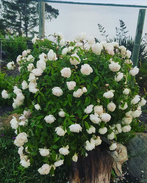 AppleBay Guest House - South Australia Travel 29