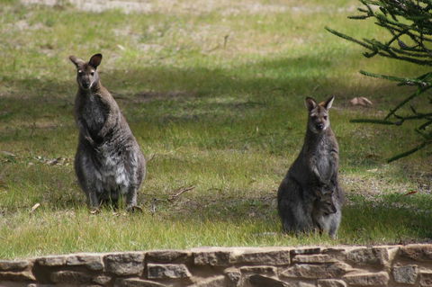 Bicheno By The Bay - South Australia Travel 44