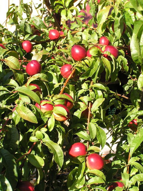 Bendalls Bed And Breakfast - South Australia Travel 12