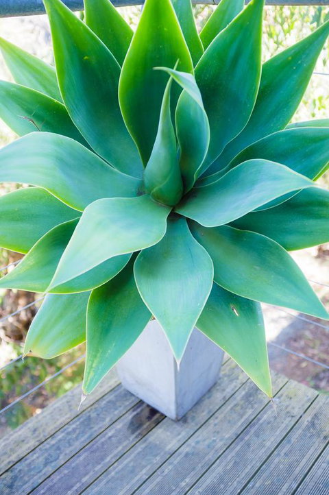 Ocean View Treetops Retreat - South Australia Travel 10