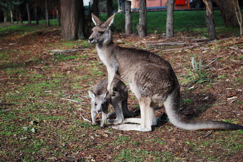 Gariwerd Motel - South Australia Travel 16