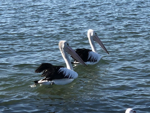 Apartments In Phillip Island Towers - Block C - South Australia Travel 37