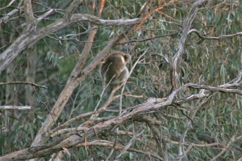 Tangenong Cottages - South Australia Travel 8