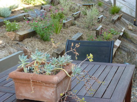 Saje\'s House & Pod - South Australia Travel 12