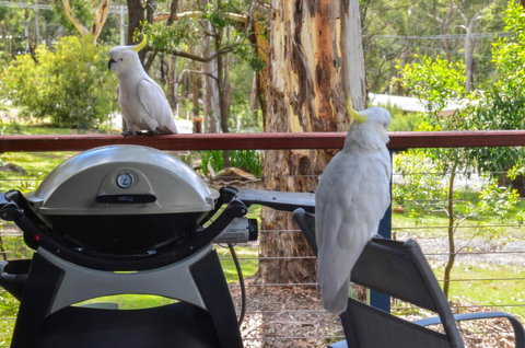 Blue Ridge Retreat - South Australia Travel 3