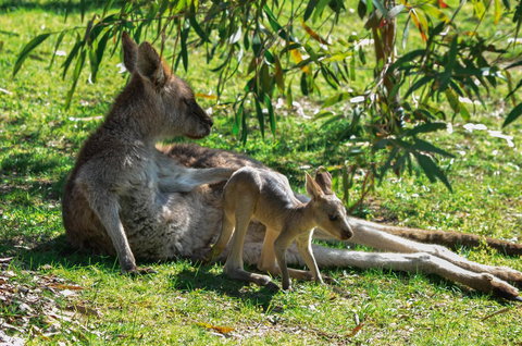 Blue Ridge Retreat - South Australia Travel 9
