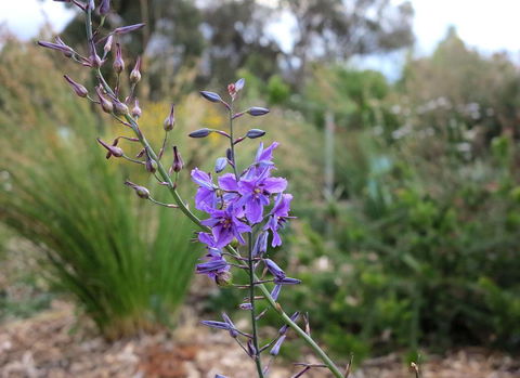 The Chocolate Lily Bed & Breakfast - South Australia Travel 3