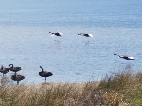 The DOLPHIN PLACE - South Australia Travel 0