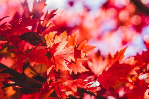 THE MAPLES - South Australia Travel 3