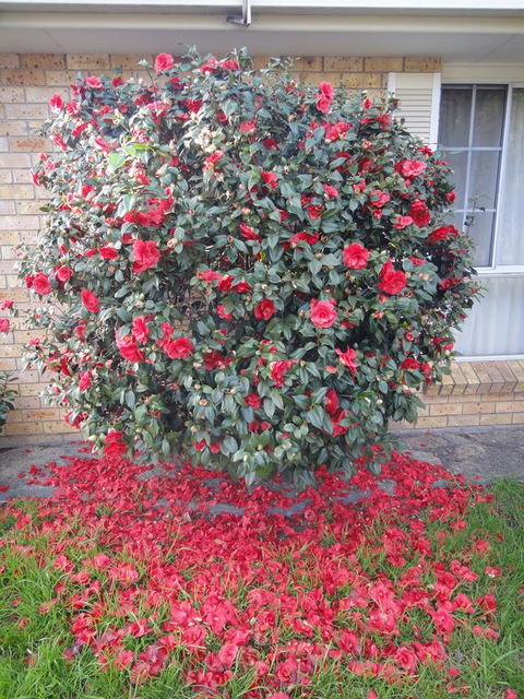 Town And Country Motor Inn - South Australia Travel 1