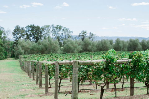Tranquil Vale Vineyard - South Australia Travel 2