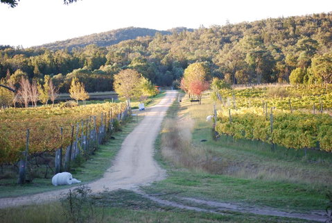 Twisted Gum Vineyard Cottage - South Australia Travel 1