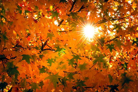 Alpine Aspects - South Australia Travel 15