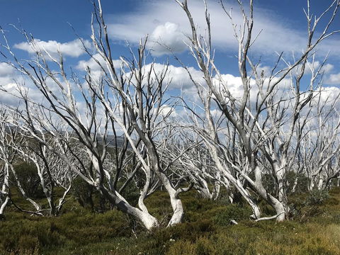 Alpine Aspects - South Australia Travel 37