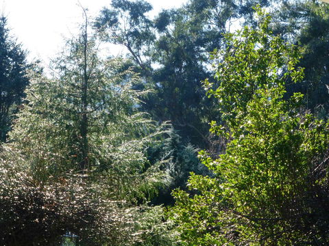 Alpine Aspects - South Australia Travel 8