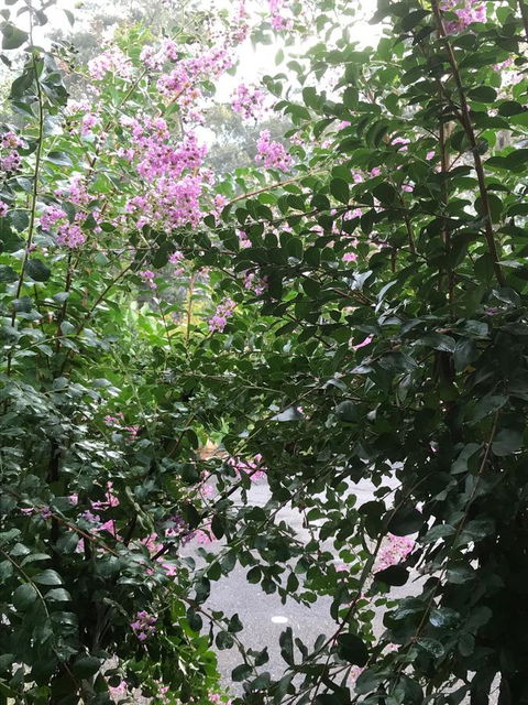 Alpine Aspects - South Australia Travel 19