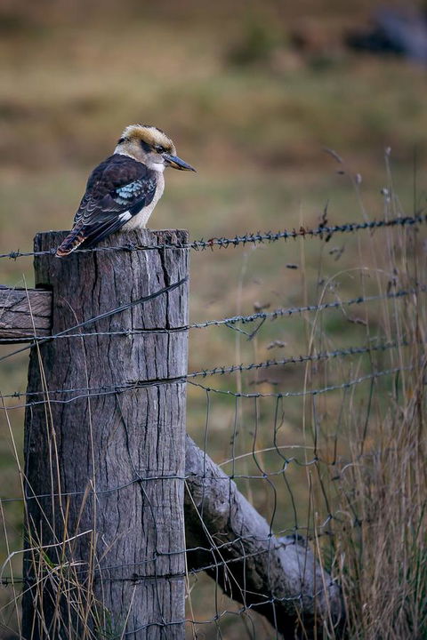 Alpine Aspects - South Australia Travel 12