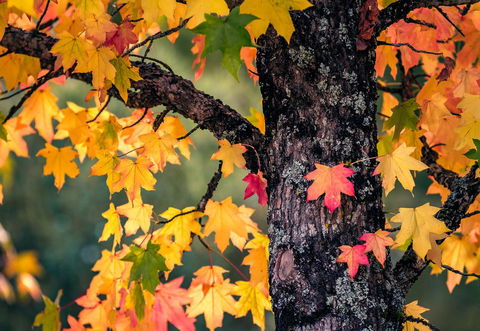 Alpine Aspects - South Australia Travel 27