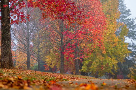 Alpine Aspects - South Australia Travel 2