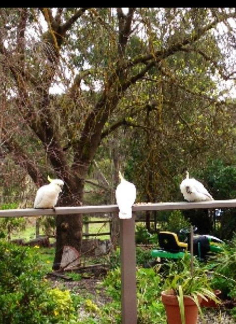 Australian Home Away @ Wonga Park Brushy Creek - South Australia Travel 20