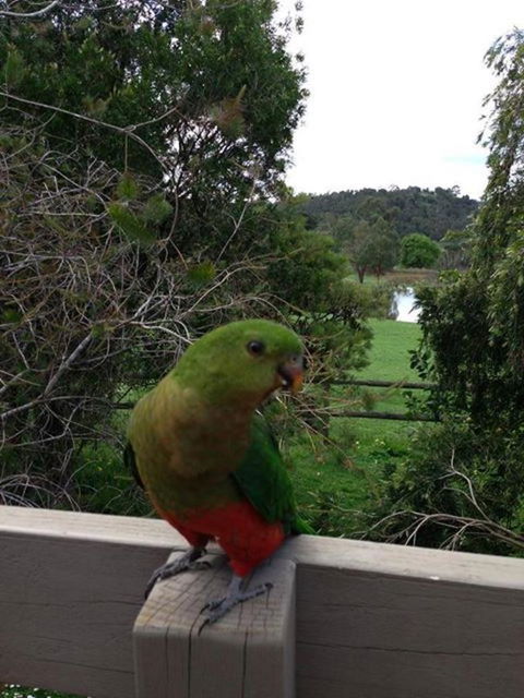 Australian Home Away @ Wonga Park Brushy Creek - South Australia Travel 18