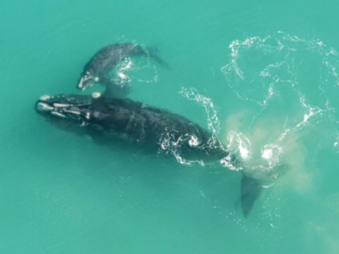 Austral Place 88 Via Merri River - South Australia Travel 23