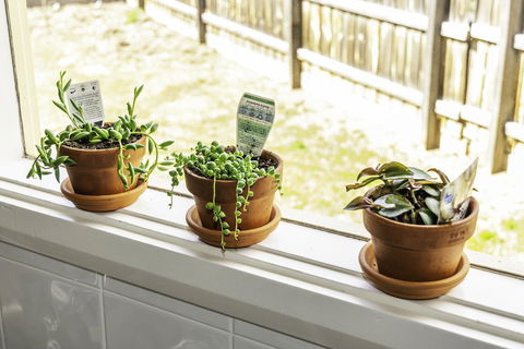 Bacchus Centro - South Australia Travel 10