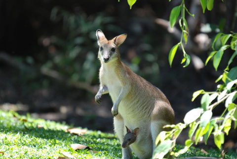 Sanctuary Palm Cove - South Australia Travel 6