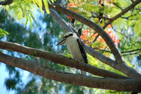 Sanctuary Palm Cove - South Australia Travel 7
