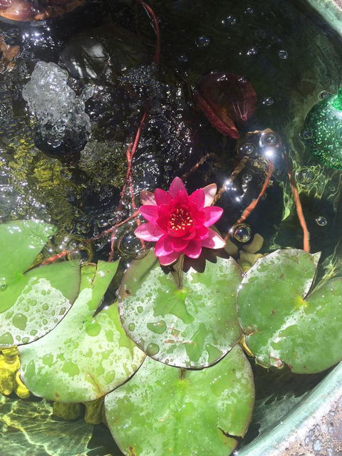 Bed & Breakfast 1 Bedroom Guest House - South Australia Travel 42