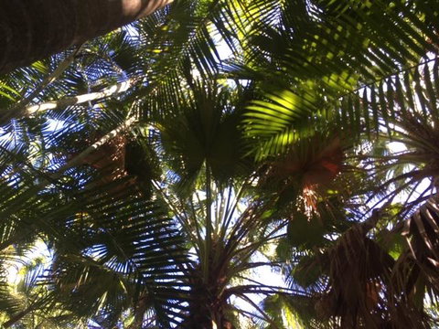 Casuarina - South Australia Travel 11