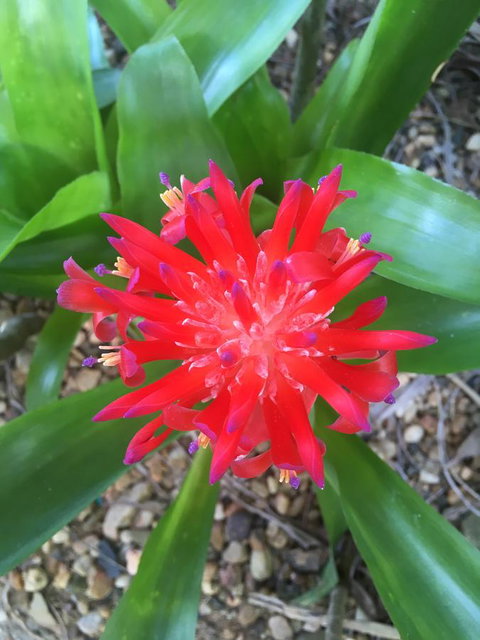 Casuarina - South Australia Travel 2