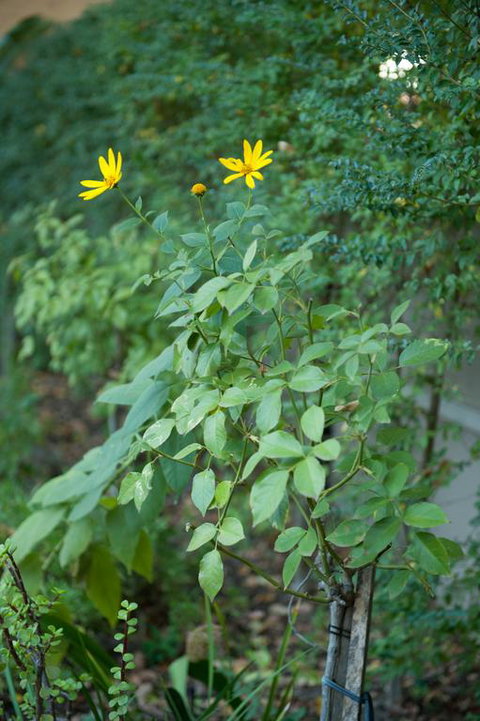 Waverley Bed & Breakfast - South Australia Travel 3