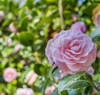 Wentworth Rose - South Australia Travel